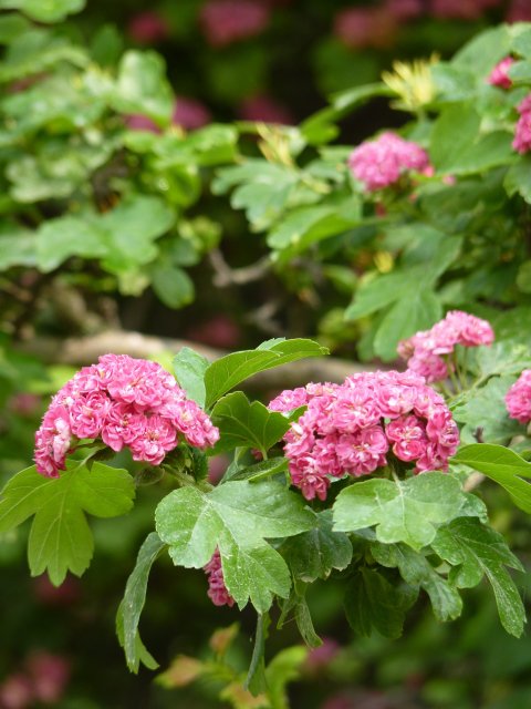 Crataegus laevigata fleur